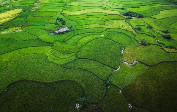 Green, rice, plantation