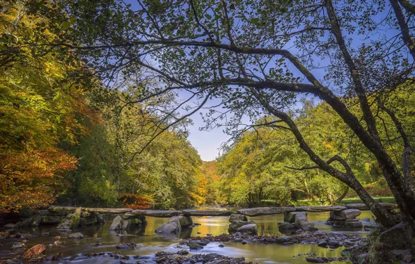 Картинка осень, лес, деревья, река, Англия, мостки, England, Сомерсет