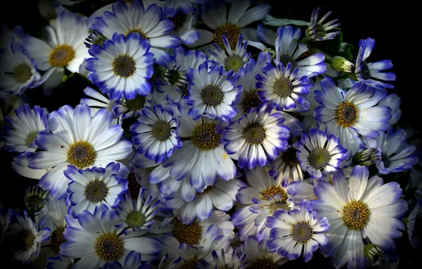 Цветы, природа, фон