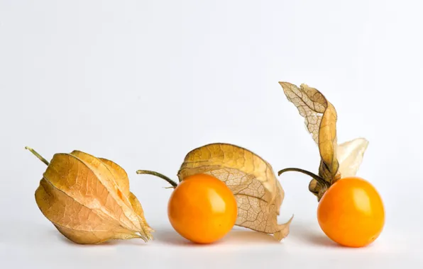 Картинка ягоды, семена, плоды, белый фон, оранжевые, физалис