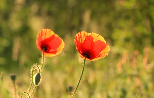 Red, flower, garden, poppy