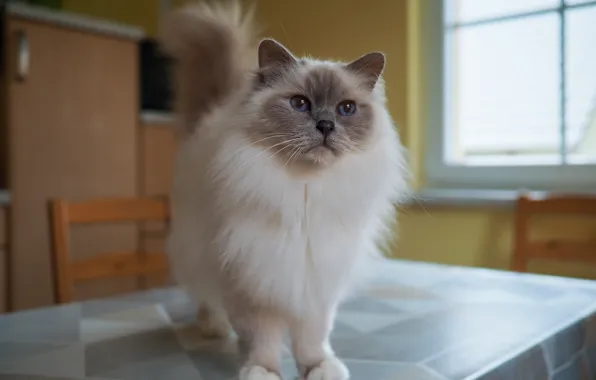 Кошка, кот, взгляд, поза, стол, комната, окно, стул