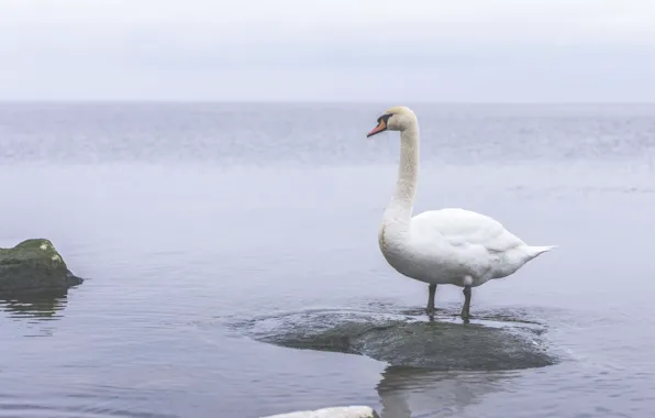 Море, вода, отдых, лебедь