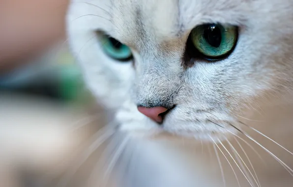 Кот, усы, макро, животное, зеленые глаза