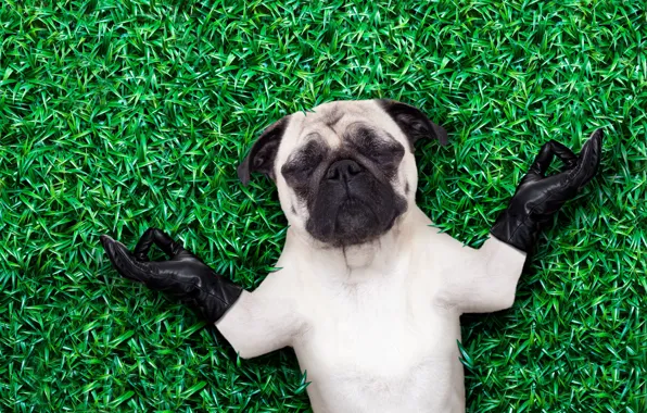 Grass, dog, fanny
