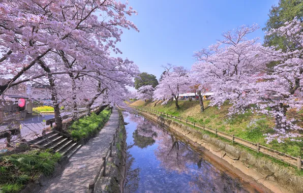 Картинка небо, деревья, пейзаж, природа, река, Япония, сакура, Japan