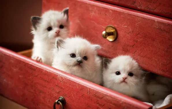 Кошки, котята, ящик, рэгдолл