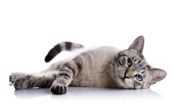 Картинка кошка, кот, отражение, белый фон, лежит