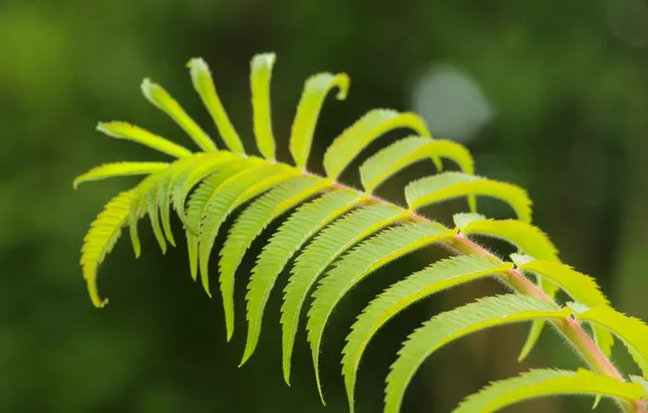 Green, leaf, plant