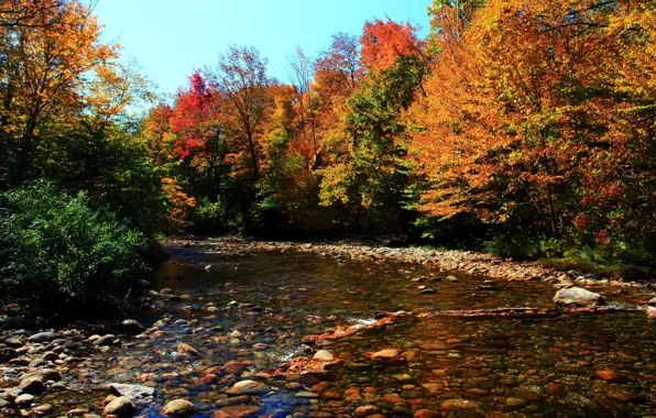 Картинка лес, Осень, Камни, Fall, Речка, autumn, Colors, River