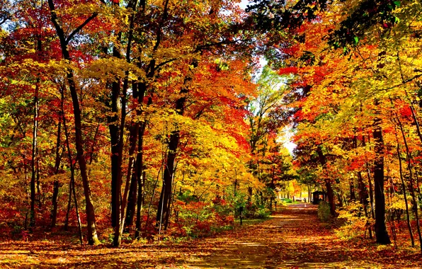 Листва, Осень, Висконсин, США, парк вЛейк Милс