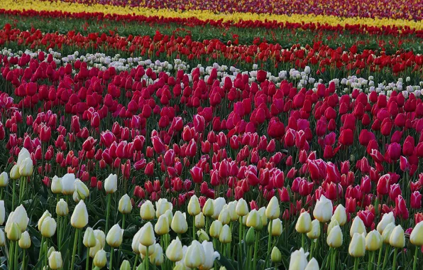 Картинка цветы, желтый, красный, полосы, весна, тюльпаны, ряд, белые