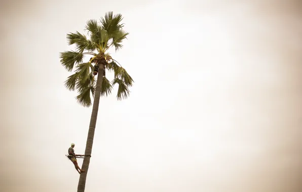 Man, sunny, coconut palm