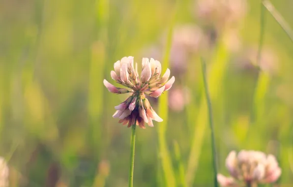 Flower, meadow, blooming