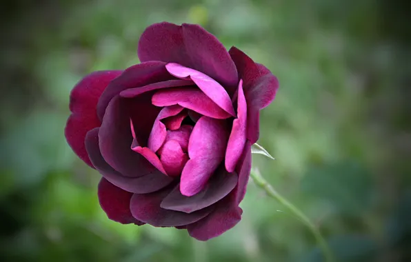 Роза, rose, фиолетовая, Flowers, боке, bokeh, purple