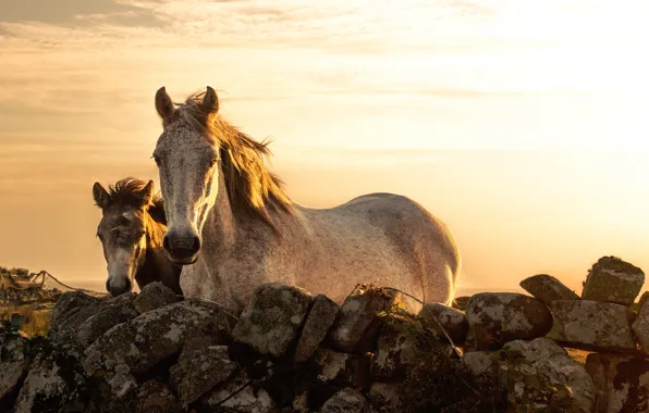 Summer, horses, sunny, stone fence
