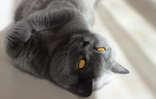 Кошка, дымка, британка