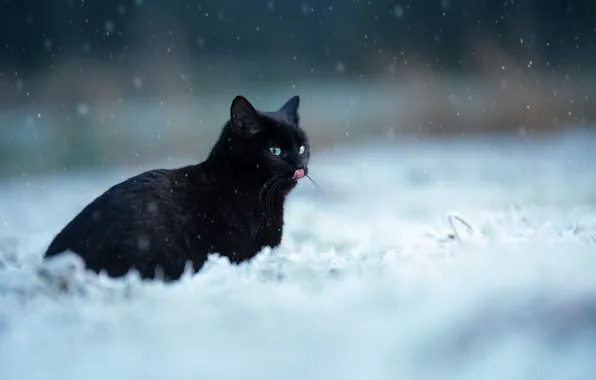 Зима, язык, кошка, кот, взгляд, снег, природа, черный