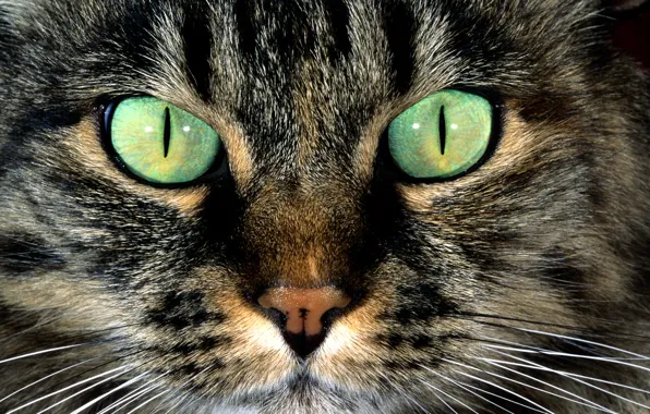 Картинка кошка, усы, полосатый, пятно окрас, морда, шерсть, нос, зеленые
