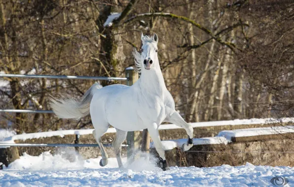 Картинка белый, поза, конь, лошадь, мощь, грация, позирует, (с) OliverSeitz
