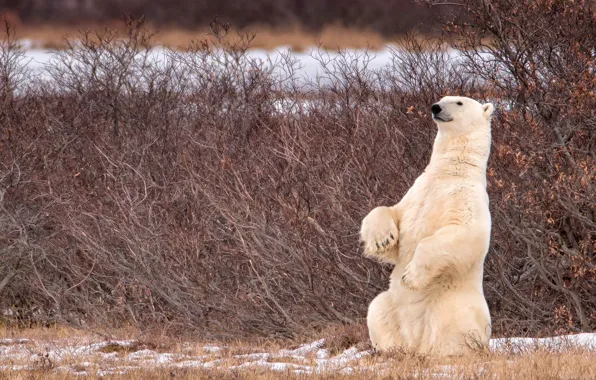 Картинка медведь, Канада, Canada, белый медведь, кусты, стойка, полярный медведь, Manitoba