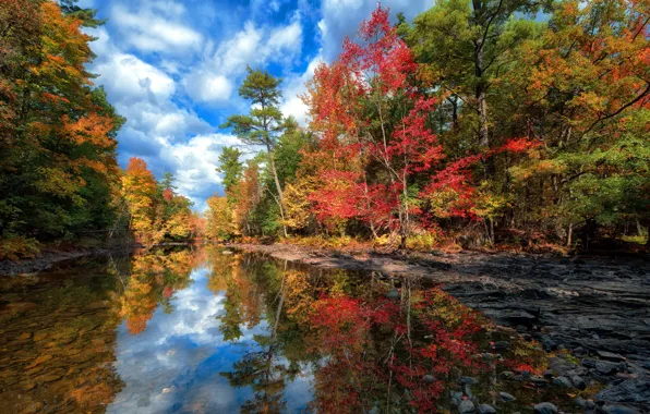 Картинка осень, лес, небо, вода, облака, деревья, пейзаж, озеро