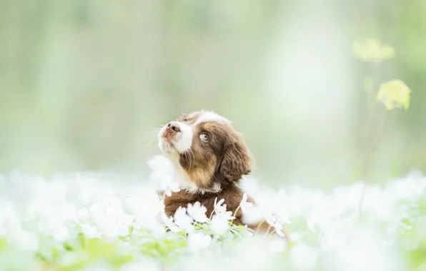 Картинка собака, весна, щенок