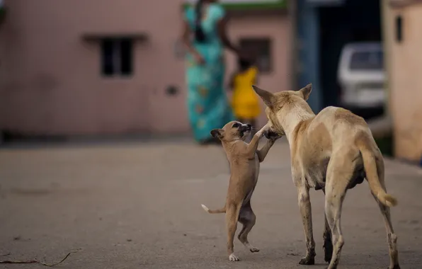 Собаки, Индия, щенок