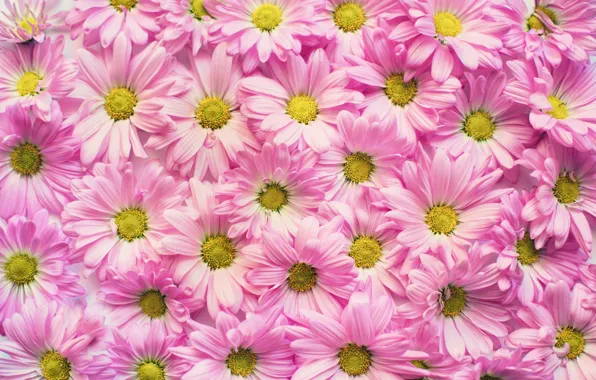Цвет, Цветок, Растение, Лепестки, Растения, Flower, Flowers, Color