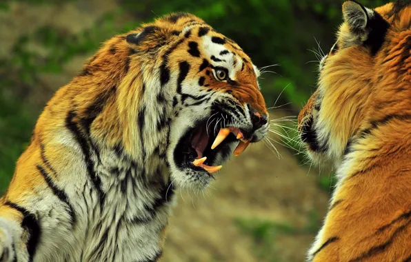 Картинка look, open mouth, teeth, Two tigers