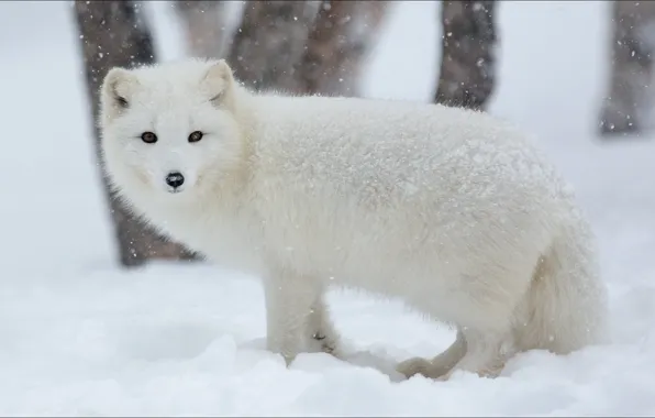 Зима, животные, Winter, animals, nature, писец, artic fox