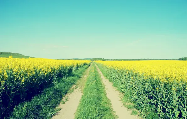 Картинка дорога, поле, небо, цветы