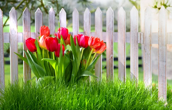 Картинка трава, цветы, забор, весна, тюльпаны, grass, nature, fence