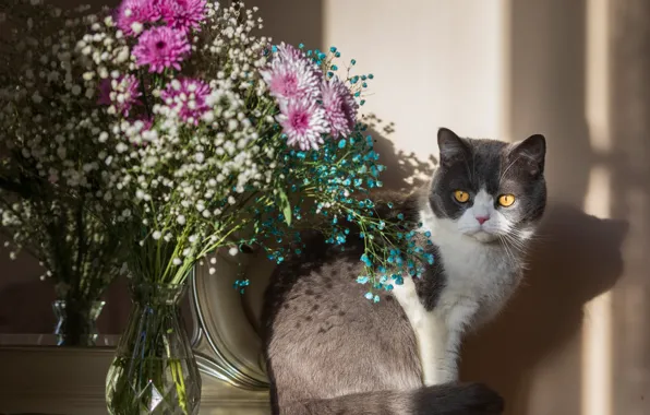 Кошка, кот, свет, цветы, поза, тень, букет, зеркало