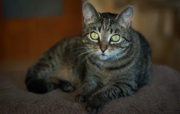 Кошка, кот, взгляд, поза, серый, фон, лежит, мех