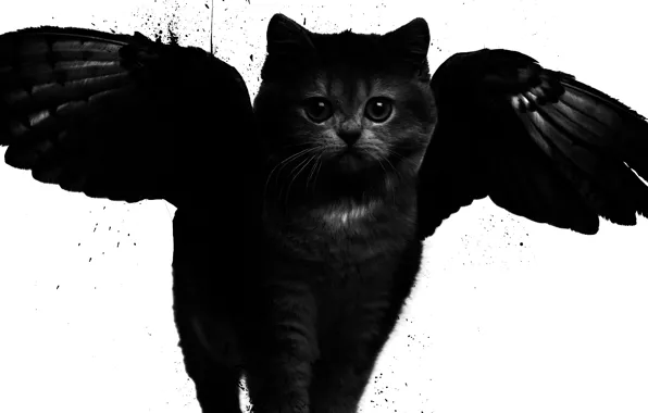 Картинка кот, стиль, крылья, арт, черно-белое