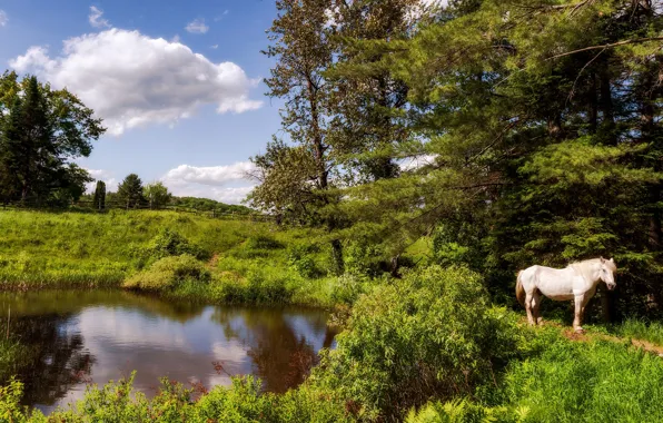 Картинка зелень, белый, лето, небо, трава, облака, деревья, пейзаж