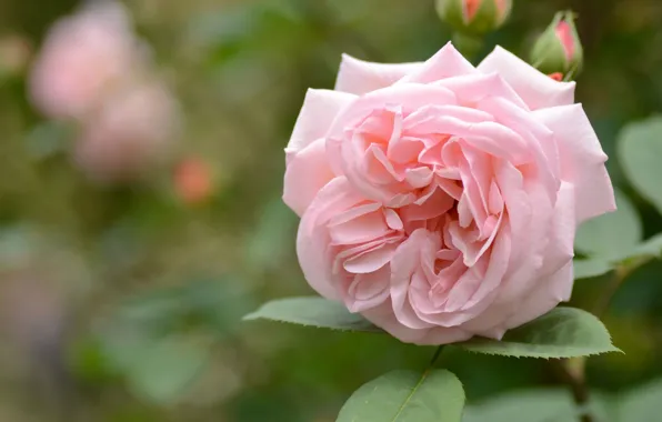 Нежность, розы, лепестки, боке