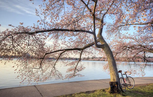 Деревья, велосипед, река, весна, цветение, набережная, bike, cherry blossom