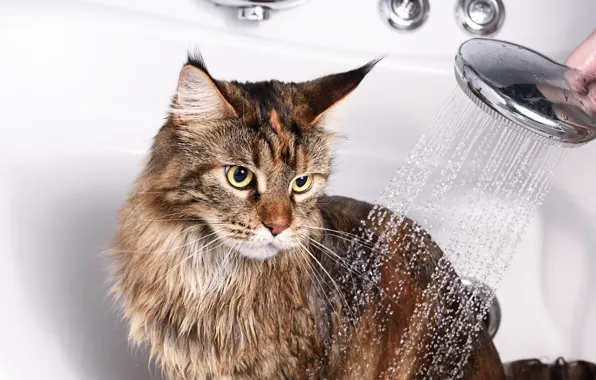 Bath, shower, yellow eyes