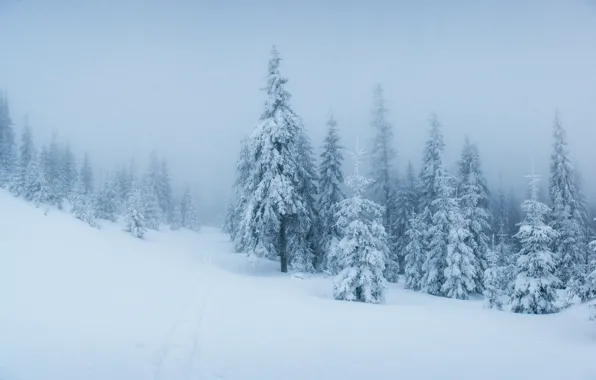 Зима, снег, деревья, пейзаж, елки, landscape, winter, snow