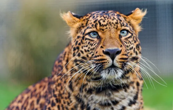 Картинка кошка, взгляд, леопард, амурский леопард, ©Tambako The Jaguar