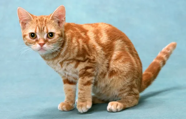 Картинка кот, британец, красный мрамор