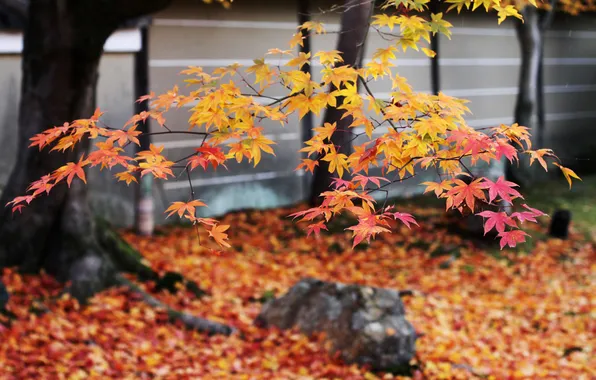 Картинка осень, деревья, камни, листва, Япония, клен