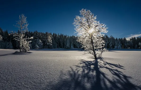 Зима, свет, снег, деревья, пейзаж