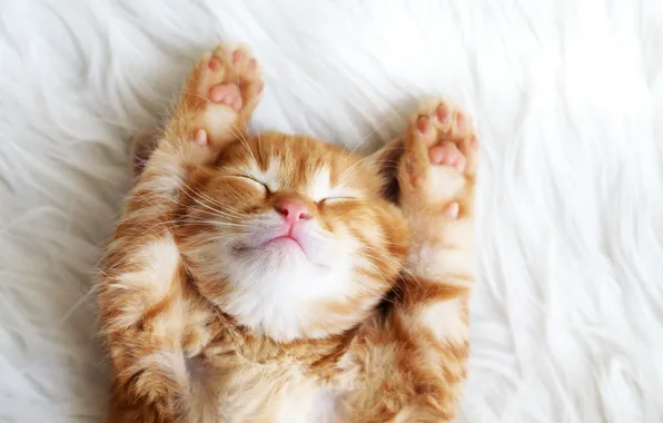 Котенок, лапки, рыжий, милый, kittens