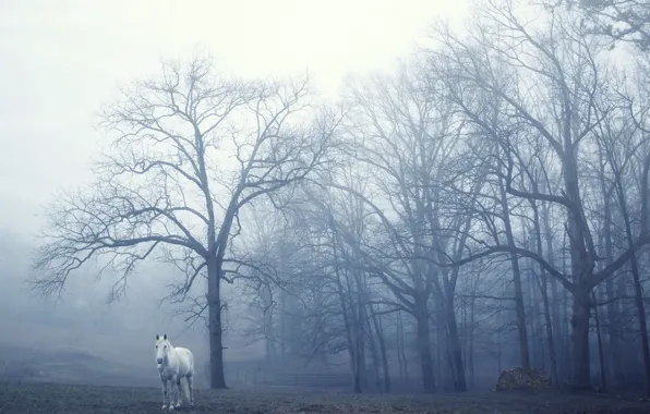 Картинка туман, конь, утро