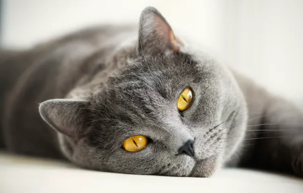 Картинка кошка, глаза, кот, усы, взгляд, морда, серый, желтые