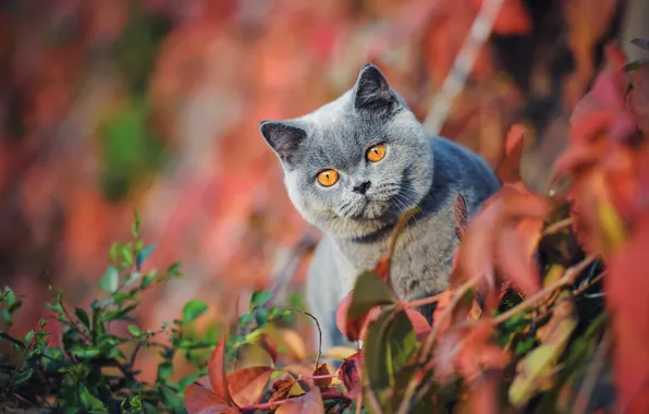 Осень, кошка, кот, взгляд, листья, свет, ветки, природа