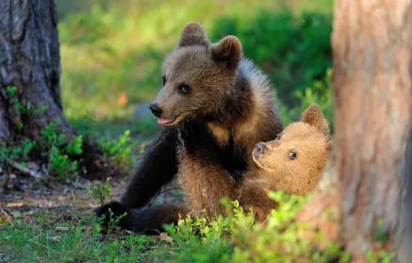 Лес, свет, медведи, пара, малыши, медвежата, два, морды